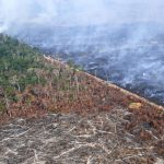 Déforestation en 2025 : ralentissement observé, mais les forêts primaires vulnérables.
