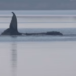 La baleine Timmy retrouvée morte en mer Baltique, selon les données d&rsquo;une balise GPS.