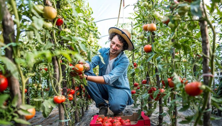Jardinage : trois techniques pour gérer les gourmands de tomates en France