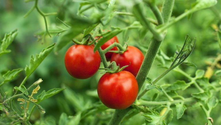 Technique de palissage des tomates adoptée par les maraîchers français pour optimiser les rendements.