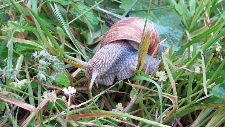 Jardinage : la cendre comme méthode naturelle pour contrôler les escargots en France