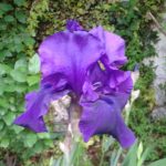 Division des iris : méthodes et timing pour éviter les dommages aux plantes.