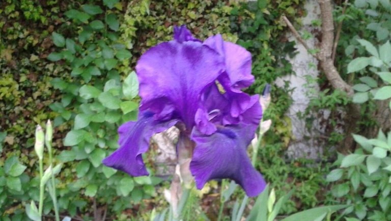 Division des iris : méthodes et timing pour éviter les dommages aux plantes.