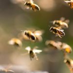 Récolte de miel de printemps à A Chaux (90) : un bilan positif pour les apiculteurs locaux.