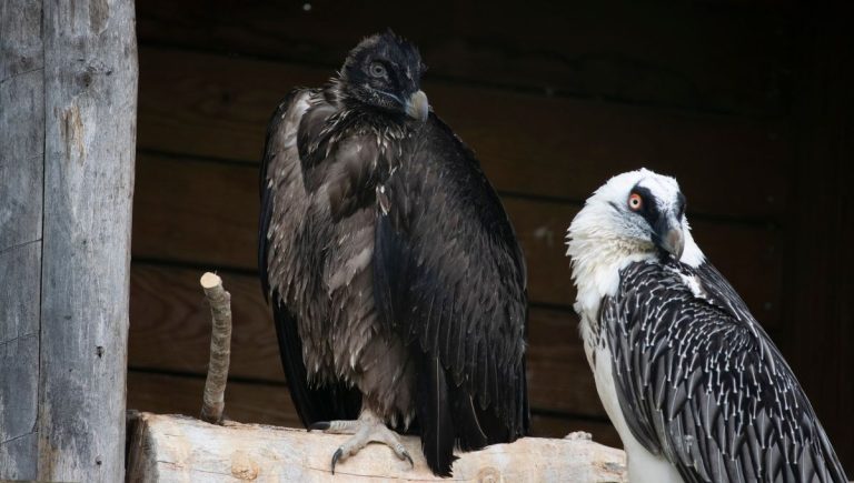 Réintroduction du Gypaète Barbu en France : une étape vers la conservation de l&rsquo;espèce.