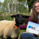 Alexia Chevallier : Redécouverte de la laine à Marcenay