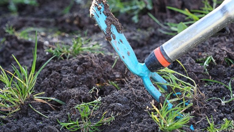 Débroussaillage de jardin : conseils pratiques pour un entretien efficace en France.