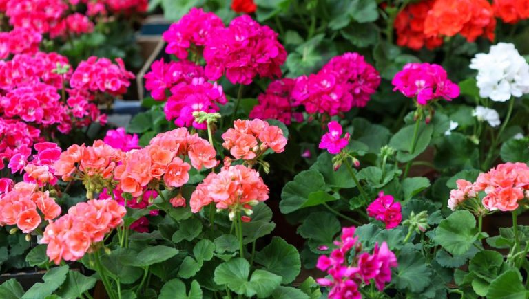 Géranium vivace et lierre Bellecour : des solutions de couvre-sol adaptées aux jardins urbains.