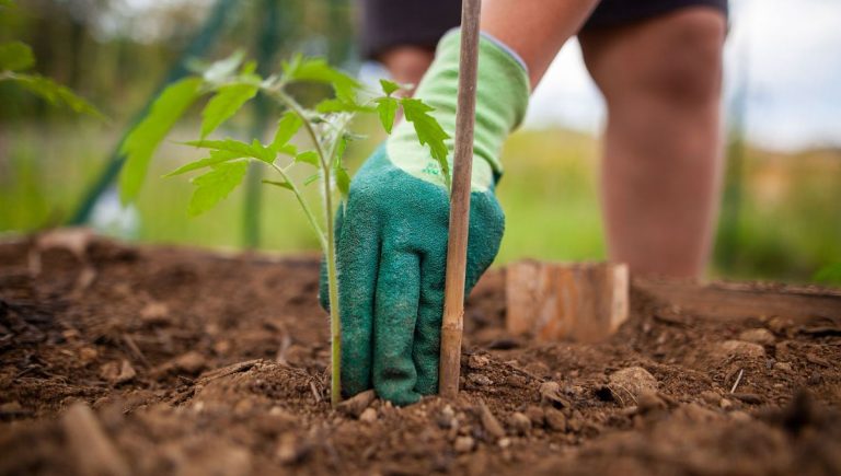 Le jardin en mai : Eric Micod du lycée du Bocage présente des techniques de jardinage à Chambéry.