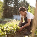 Entretien du potager au printemps : conseils pratiques pour les jardiniers amateurs en France.
