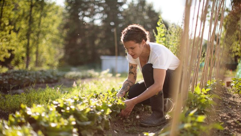 Entretien du potager au printemps : conseils pratiques pour les jardiniers amateurs en France.