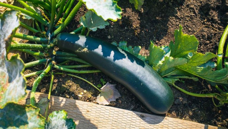 Vous êtes plutôt concombres ou cornichons ? La culture des courges, ça commence maintenant !