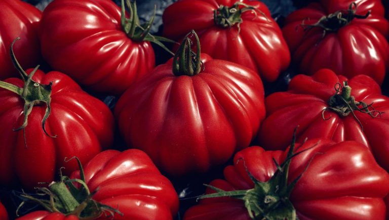 Les tomates du sud de la France fleurissent après les Saints de glace.