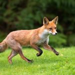 Beauval Nature met en place des actions pour protéger la faune locale en France.