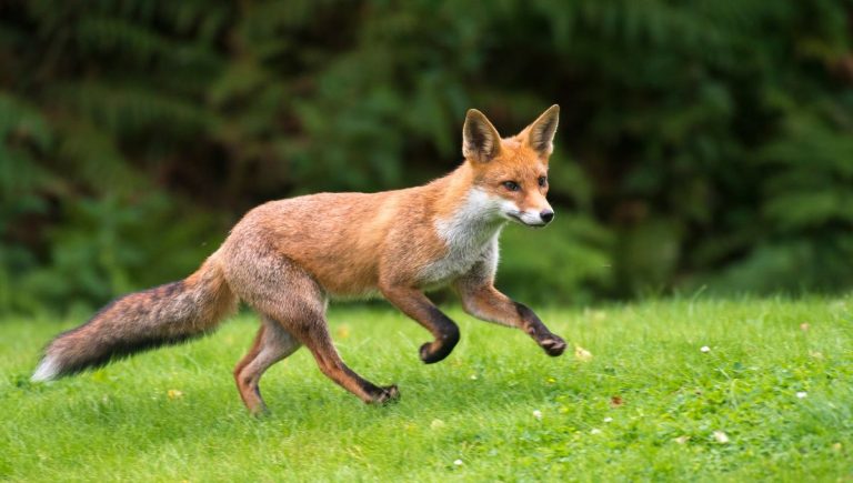 Beauval Nature met en place des actions pour protéger la faune locale en France.