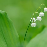 Le muguet, plante facile à cultiver, symbole de chance en France chaque 1er mai.