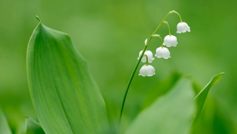 Le muguet, plante facile à cultiver, symbole de chance en France chaque 1er mai.