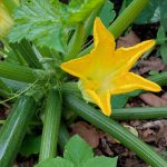 Guide du bio en Charente-Maritime pour renforcer la souveraineté alimentaire locale