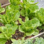 Repiquage et plantation en mai : conseils pratiques pour les jardiniers amateurs en France