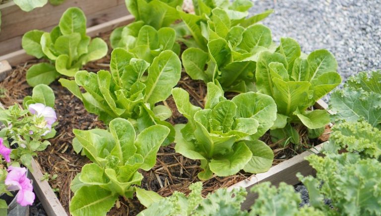 Repiquage et plantation : conseils pratiques pour le potager en mai en France