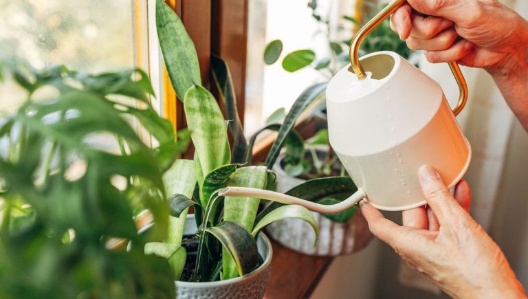 Moucherons des plantes : la technique du sable adoptée par les jardiniers pour une lutte durable.