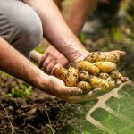 Pommes de terre : la méthode des sacs et caisses adoptée par les jardiniers urbains en France