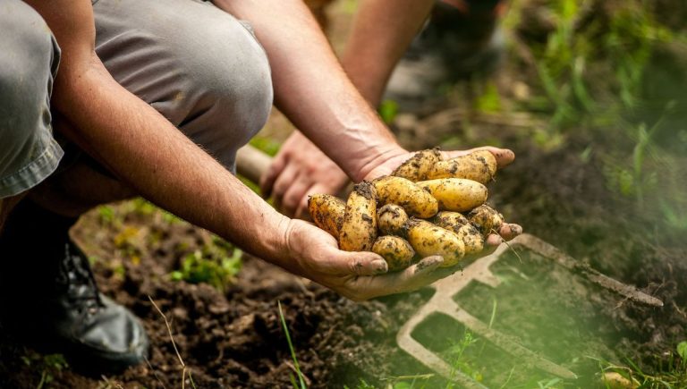 Pommes de terre : la méthode des sacs et caisses adoptée par les jardiniers urbains en France