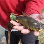 Le poisson-chat : une espèce menacée en raison de la pollution des eaux en France.