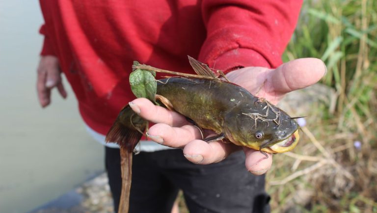 Le poisson-chat, une espèce intrigante, observé en France et ses implications écologiques.