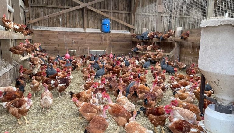 Le poulet du Bourbonnais atteint une taille record, selon les producteurs locaux.