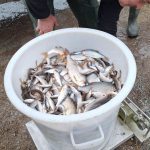 Manipulation des vifs : pratiques et réglementations en France pour les pêcheurs.