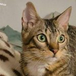 Adoption de Simba, un chaton disponible au refuge SPA de Marseille.