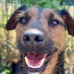 Teddy, un chien de 3 ans, disponible à l&rsquo;adoption au refuge SPA de Marseille.