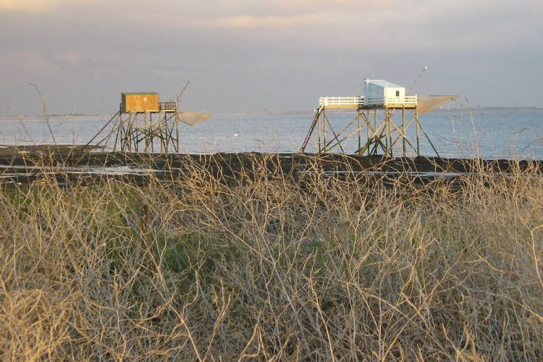 La Nouvelle-Aquitaine concentre 95% de la production française de crevettes impériales.