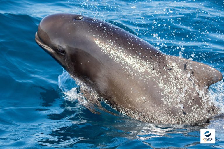 Disparition des globicéphales noirs des côtes aquitaines