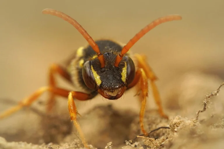 Un Girondin transforme un aspirateur en outil de lutte contre les 800 000 nids de frelons asiatiques en France.