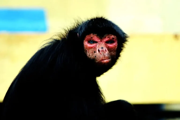 Beauval accueille six atèles à face rouge, singes rares déjà observables en Nouvelle-Aquitaine.