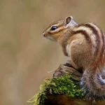 Vendu moins de 20 €, le petit écureuil devient une espèce invasive en France.