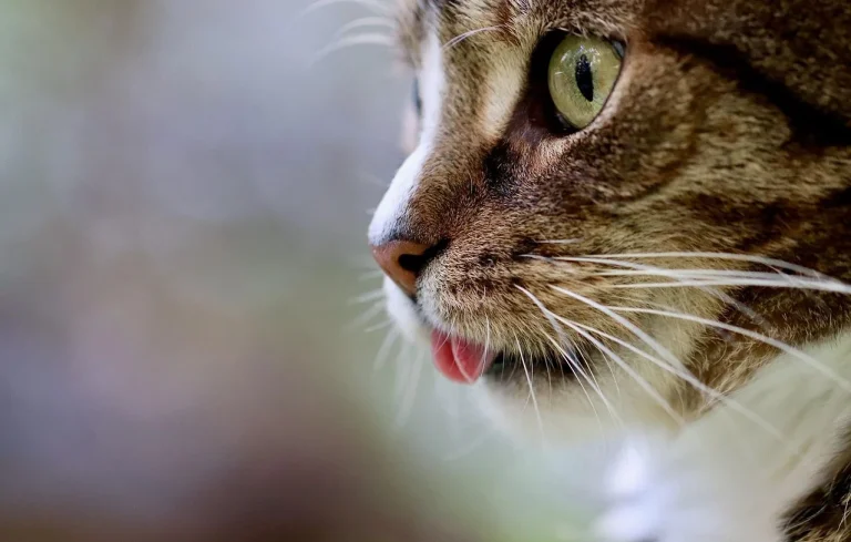 Un chat se jette dans un tube en plastique, une vidéo virale d’IA suscite des interrogations.