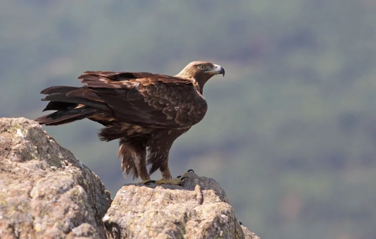 Un homme en Ukraine libère un aigle piégé dans la glace lors d&rsquo;une opération de sauvetage.