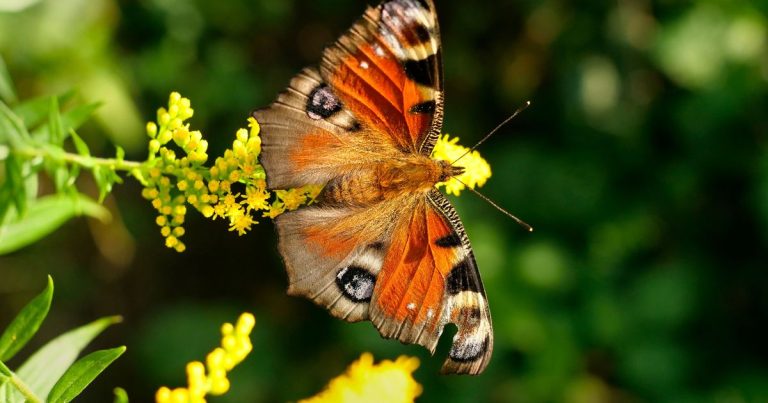 Aubusson : le Festival Nature Climat Environnement se tiendra du 13 au 17 mai 2026.