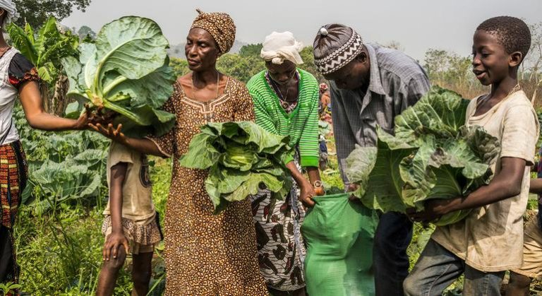 Financer l’agriculture africaine : l’urgence de la réforme face à la faim