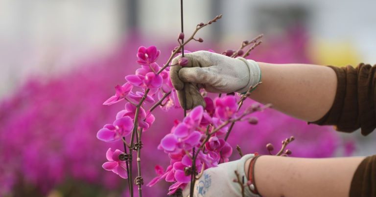 Fête des plantes et artisanat à Saint Bris Le Vineux : un événement local pour les artisans et jardiniers.