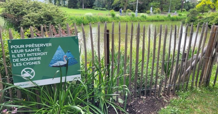Expertise vétérinaire imposée pour le malinois ayant tué un cygne à Pau