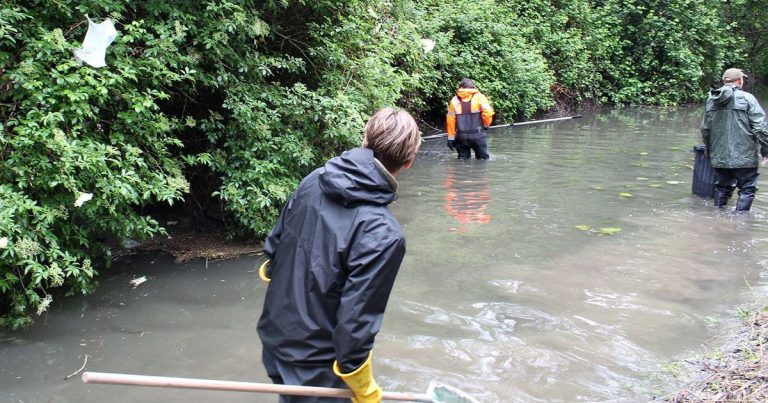 Pollution de cours d&rsquo;eau dans le Loiret : forte mortalité des poissons signalée