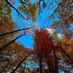 « La forêt comme levier pour la transition énergétique et économique en Europe »