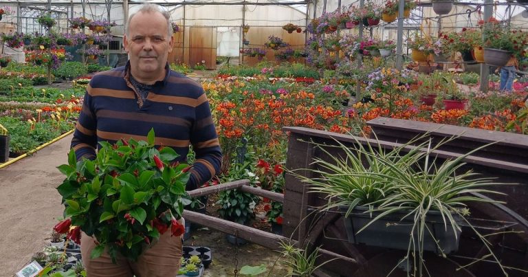 Les jardiniers de la pépinière de Changé préparent leurs cultures malgré les Saints de glace.