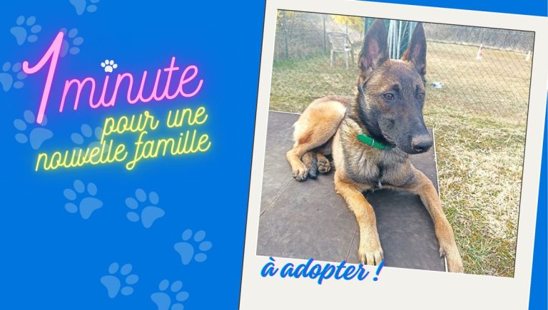 Adoption d&rsquo;Alix, Malinois disponible en Haute-Saône, pour les familles intéressées.