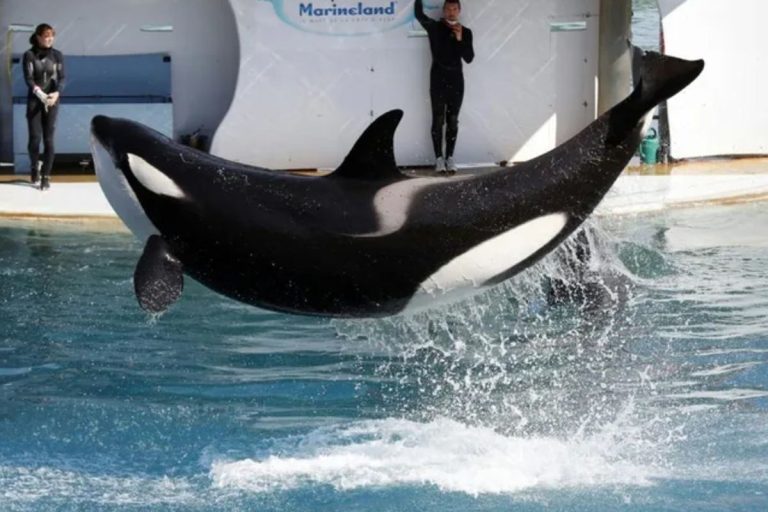 La France prévoit le transfert urgent des orques du Marineland vers l&rsquo;Espagne.
