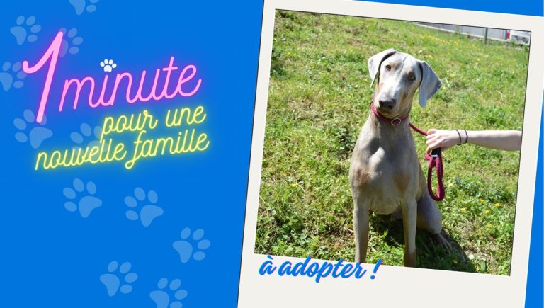 Mister Big disponible à l&rsquo;adoption à la SPA de Besançon, une opportunité pour les familles.